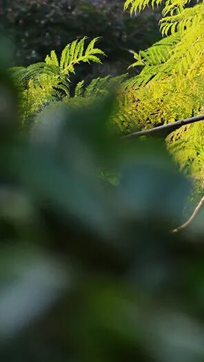 強輝新品木紋系列 | 用自然“森”呼吸,演繹生活的原生態之美(圖2) 強輝新品木紋系列 | 用自然“森”呼吸,演繹生活的原生態之美(圖2)